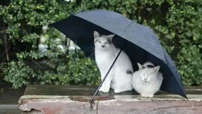 Zakon.kz, фото - Новости Zakon.kz от 03.07.2017 12:00