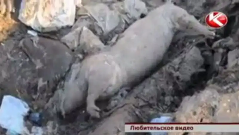 Жители Актюбинской области обнаружили свалку с трупами свиней и требуют закрыть ферму