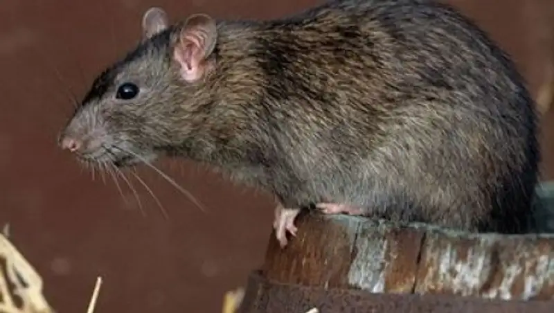 Крысы в городе: Жительница Алматы выложила в Сеть видео с наглыми грызунами