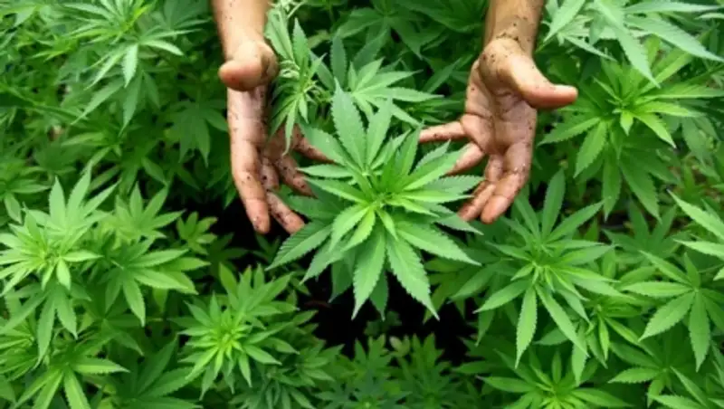 В Канаде разрешили выращивать дома марихуану в медицинских целях