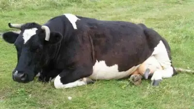 Zakon.kz, фото - Новости Zakon.kz от 05.07.2016 18:22