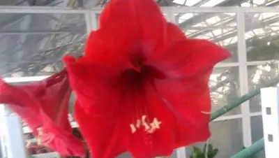 Zakon.kz, фото - Новости Zakon.kz от 31.01.2015 23:26