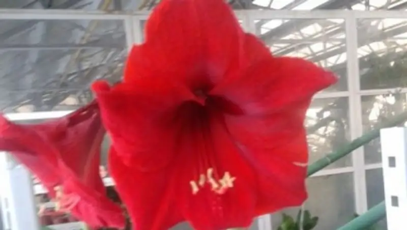 В Ботаническом саду Петропавловска зацвели амариллисы