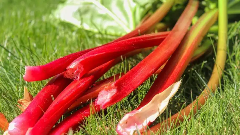 Ревень полезен для сердца, но может быть опасен для почек – эксперт