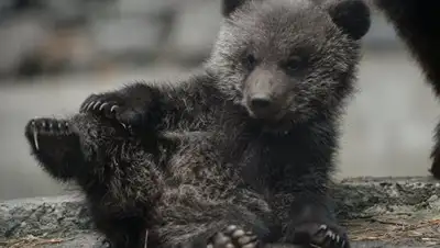 Zakon.kz, фото - Новости Zakon.kz от 26.04.2017 21:04