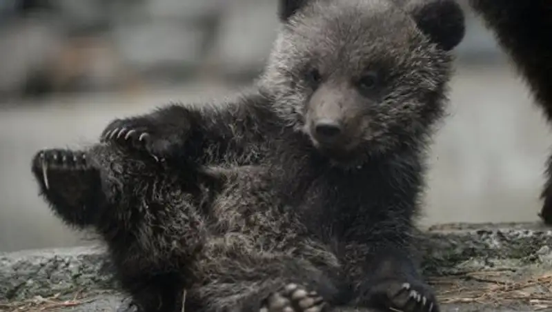 В Грузии мужчина нашел на дороге медвежонка и отвел его в парламент