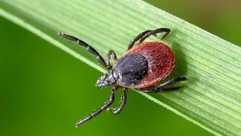 Противоклещевая обработка проводится в Алматы