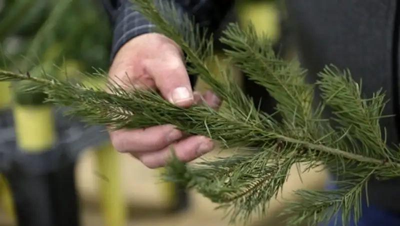 Житель американского штата Висконсин 40 лет не разбирает рождественскую елку