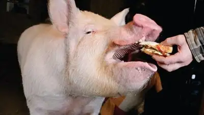 Zakon.kz, фото - Новости Zakon.kz от 17.01.2017 22:43