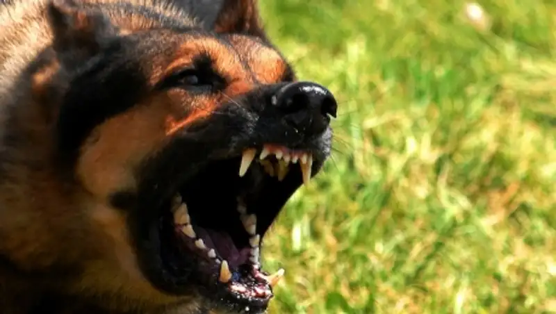 Казахстанцы все чаще прибегают к операции на голосовых связках у собак