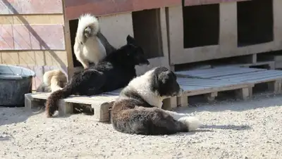 Шымкент бродячие животные, фото - Новости Zakon.kz от 19.07.2022 17:31