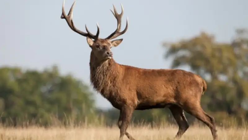 Браконьер застрелил марала в Акмолинской области