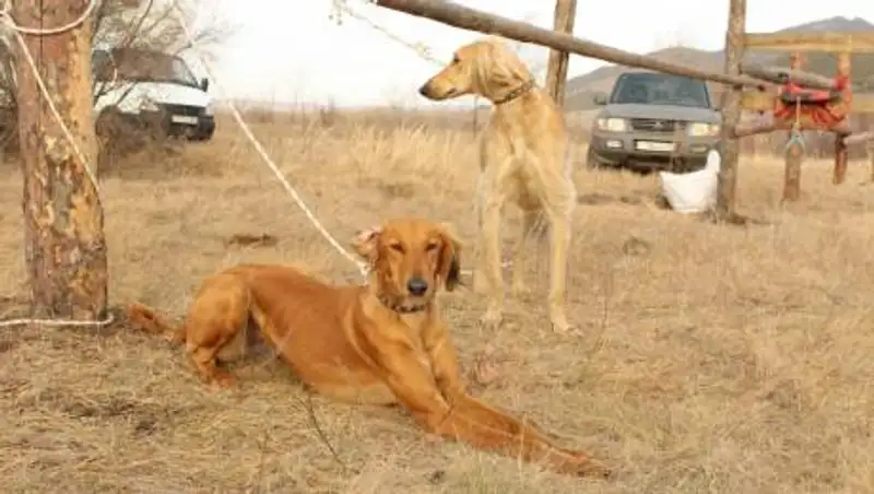 "Итбегілік" планируют официально признать видом спорта в Казахстане