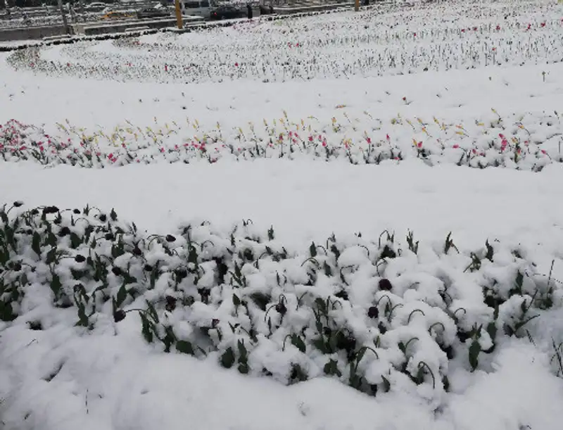 , фото - Новости Zakon.kz от 09.04.2020 13:21