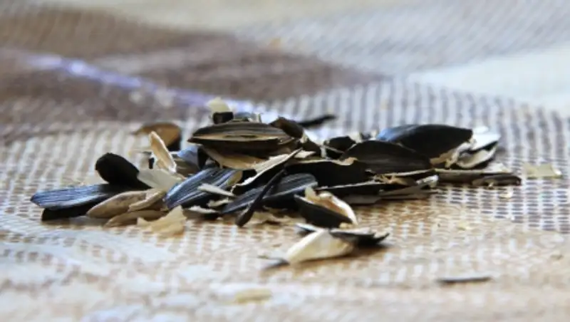 Жителя Астаны оштрафовали на 20 тыс. тенге за брошенную шелуху от семечек