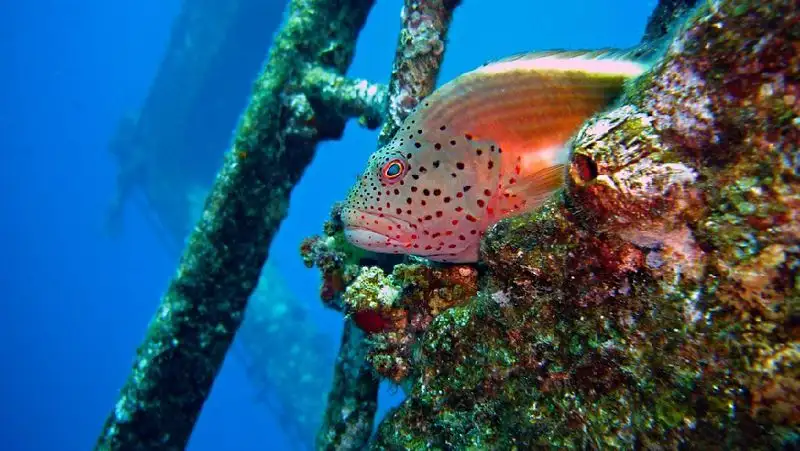 Найдена пропавшая 80 лет назад итальянская подводная лодка