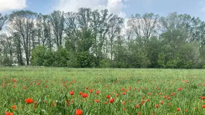 Дождливо и прохладно: прогноз погоды в Казахстане на 16-18 мая, фото - Новости Zakon.kz от 15.05.2023 11:02