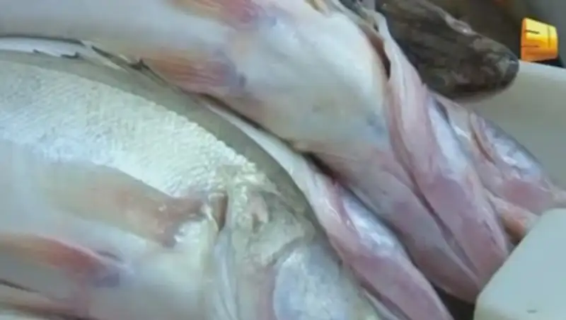 Зайсанского судака нелегально вывозят в Европу