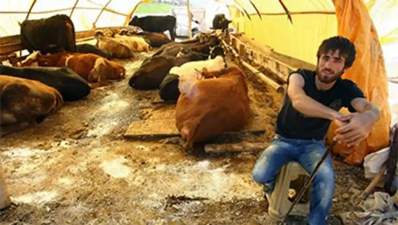 Турция решила поставлять в Россию молоко и мед