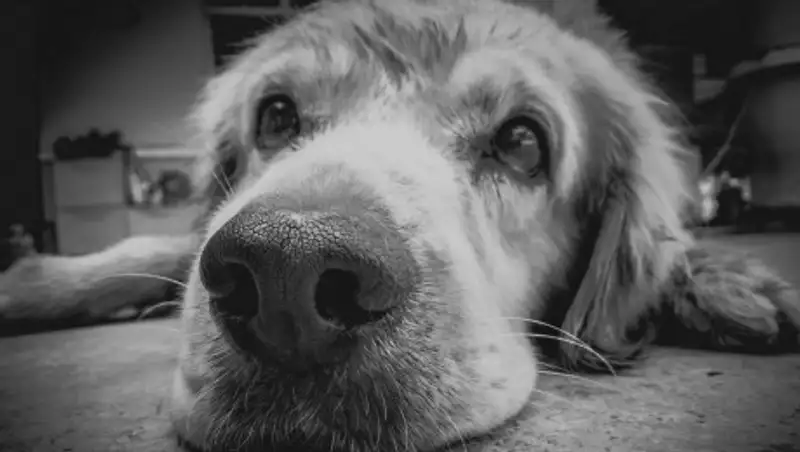 В Нур-Султане среди бела дня стреляли в домашнюю собаку