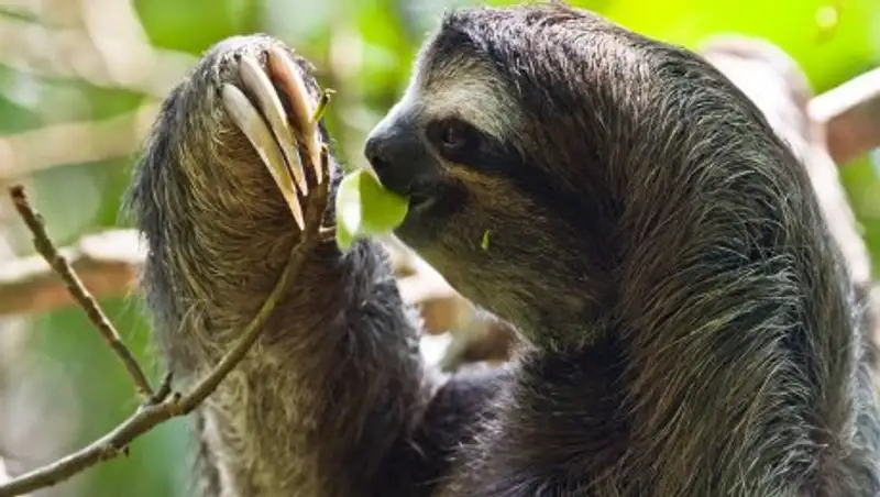 Про любовь: В Сети появилось забавное видео, как ленивец плывет к своей возлюбленной
