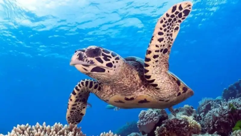 Красоты Большого Барьерного рифа