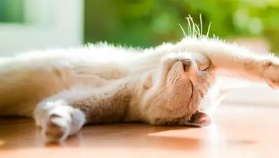 Zakon.kz, фото - Новости Zakon.kz от 02.03.2015 14:55