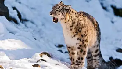 kanal-o.ru, фото - Новости Zakon.kz от 04.03.2021 14:09