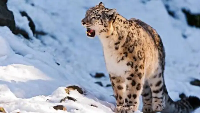 Семья снежных барсов попала в объективы камеры на юге Казахстана