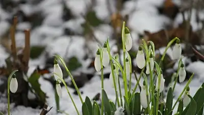 yar.kp.ru, фото - Новости Zakon.kz от 21.03.2018 09:30