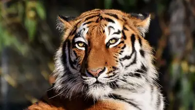 Казахстан, Россия, популяция тигров, фото - Новости Zakon.kz от 05.09.2022 09:34