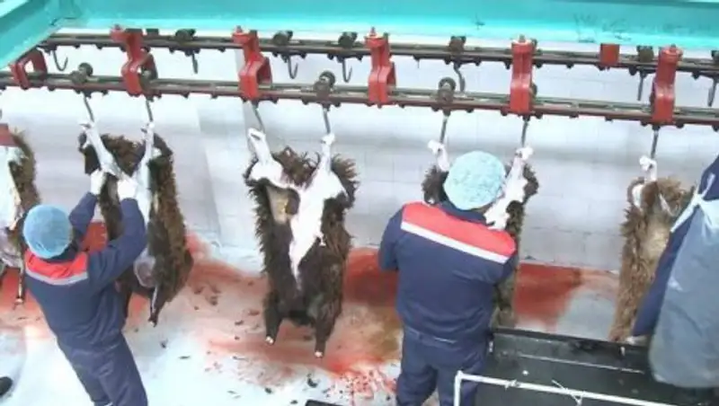 Жамбылская область поставляет мясо в Иран