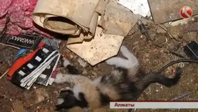 Zakon.kz, фото - Новости Zakon.kz от 04.07.2015 05:41