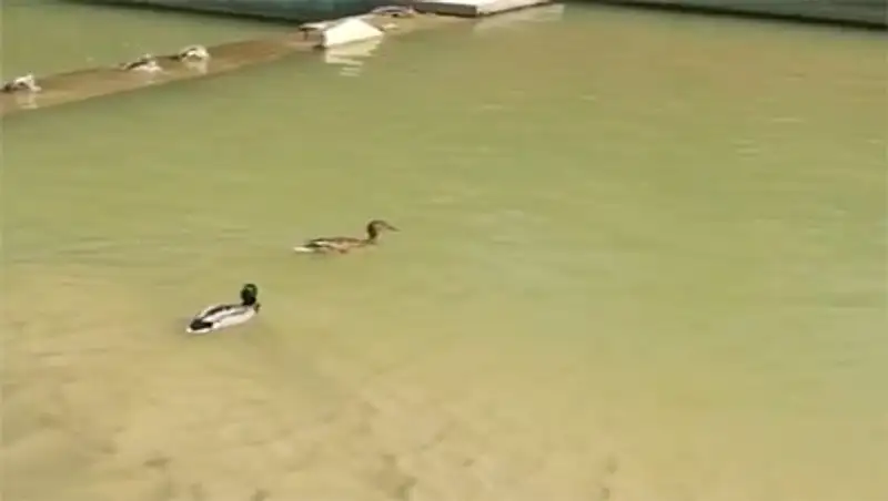 Уток парами считают: на р.Алматинке замечена пара влюбленных водоплавающих