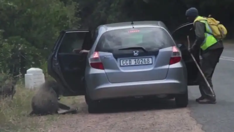 Павиан, стащивший у туристов пиццу, стал звездой YouTube