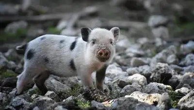 pixabay, фото - Новости Zakon.kz от 11.09.2021 08:24