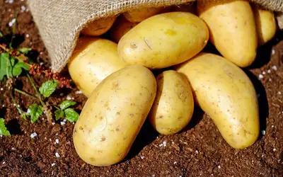 В картофеле и помидорах нашли вещества, обладающие противораковыми свойствами