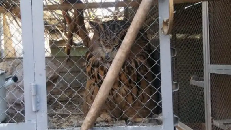 Краснокнижного филина держали в кафе в Туркестанской области