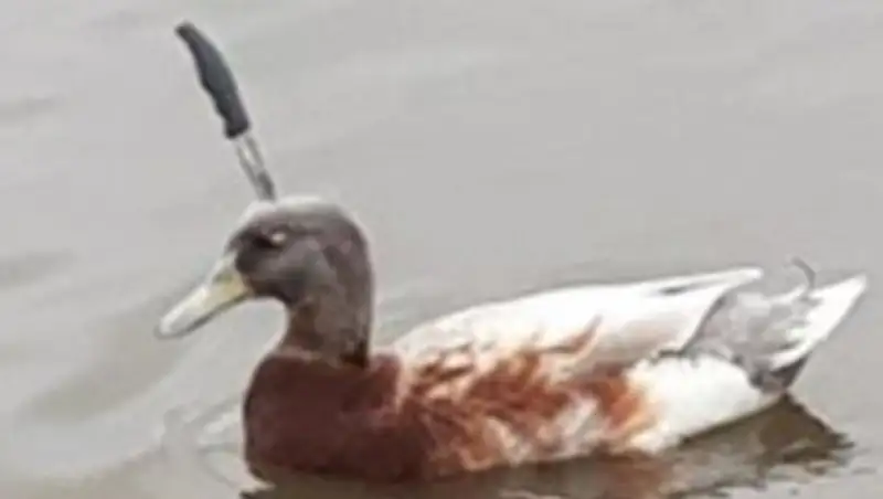 В Австралии ищут утку с ножом в голове