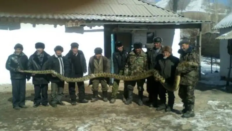 В Павлодарской области прокомментировали фото с анакондой