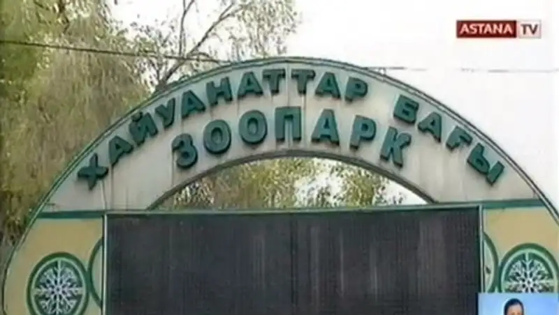 В алматинском зоопарке заболел медведь