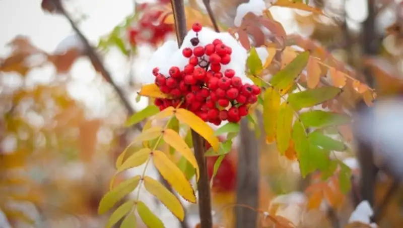 Дождь и снег сменится очередным потеплением к 12 ноября