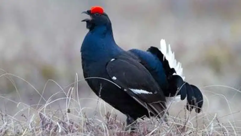 В ВКО задержали браконьера, отстреливавшего тетеревов из незаконно хранящейся винтовки