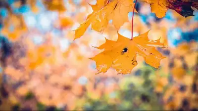 pxhere.com, фото - Новости Zakon.kz от 01.09.2020 15:38