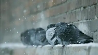 Фото: 24.kz, фото - Новости Zakon.kz от 24.01.2018 15:50