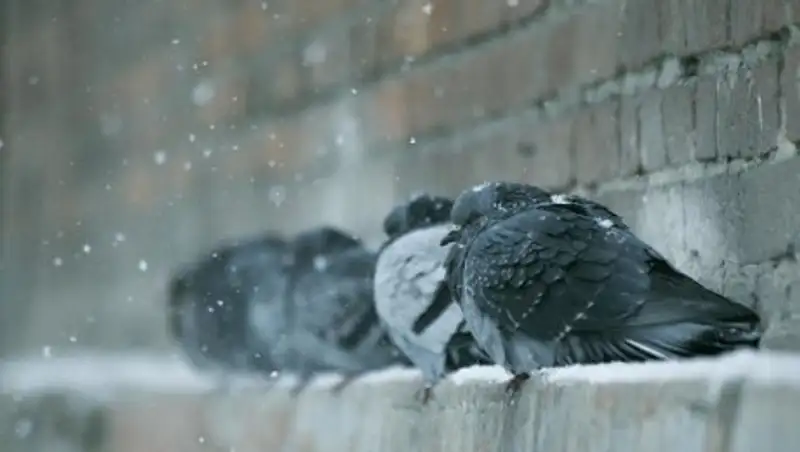 Сильные морозы сохранятся в Казахстане