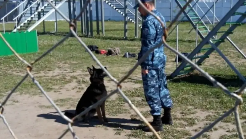 На патрулирование улиц Петропавловска заступают кинологи с собаками