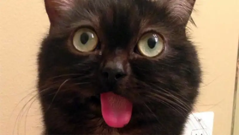 Кот с хронически высунутым языком стал звездой Instagram