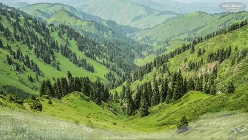 В Бутаковском ущелье Алматы начнут рубить деревья