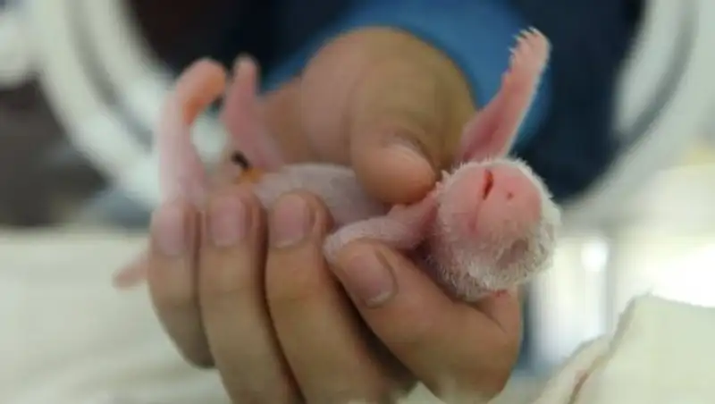 В Китае появилась на свет тринадцатая за два месяца пара панд-близнецов